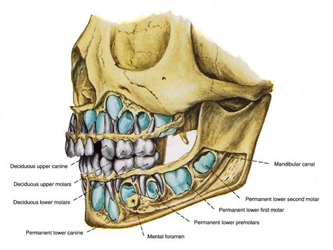 Lateral view of a 5 year old skull | Face anatomy, 5 year olds, Anatomy