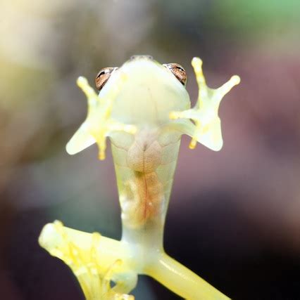 Glass Tree Frog for Sale | Reptiles for Sale