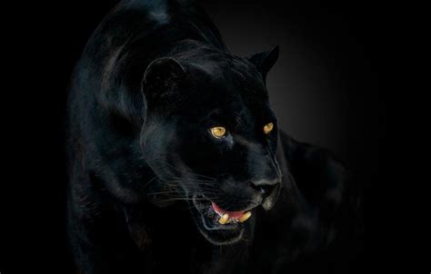 Black Panther Eyes Wallpapers - Top Free Black Panther Eyes Backgrounds ...