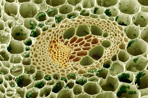 Learn About Plant Cell Types and Organelles