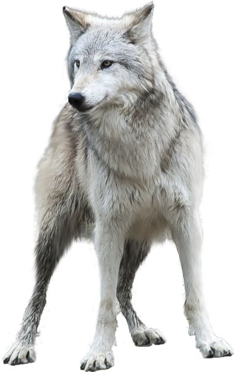 Arctic wolf Desktop Wallpaper Clip art - wolf png download - 708*1127 - Free Transparent Arctic ...