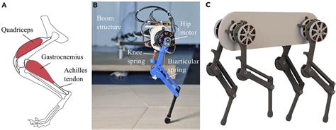 Animal-inspired robot legs | Dynamic Locomotion - Max Planck Institute for Intelligent Systems