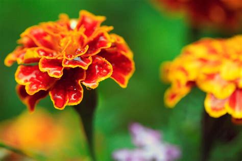 Marigold Flower Meaning - Flower Meaning