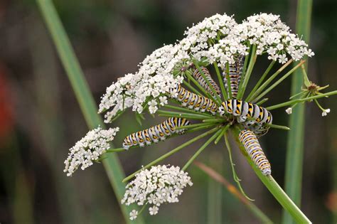 Spotted water hemlock - Florida Wildflower Foundation