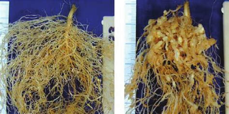 Root-knot Nematode (Meloidogyne spp.) - Symptoms, Damage and Preventive Measures - Agric4Profits