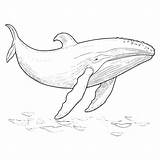 Blue Whale Coloring Pages Drawing For Kid 27497675 Vector Art At Vecteezy sketch template