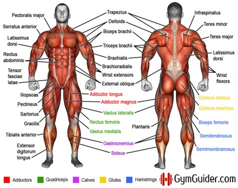 Why You Should Learn Muscle Names - Bodydulding | Muscle names, Human ...