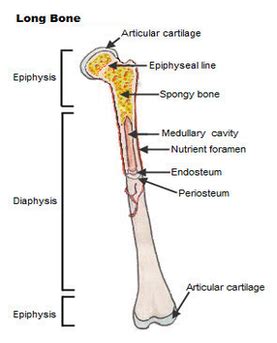 final long bone diagram | Anatomy System - Human Body Anatomy diagram and chart images