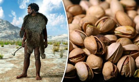 Caveman diet: Stone age eating area uncovers remains of nut and seeds | Science | News | Express ...