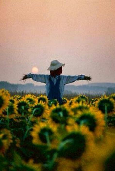 Pin by Cindy Jay on Farmland Beauty | Scarecrow, Scary scarecrow, Sunflower