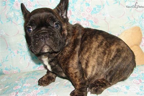 Frenchie Brindle Puppies - Photos All Recommendation