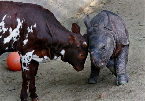 Learning From Animal Friendships - The New York Times