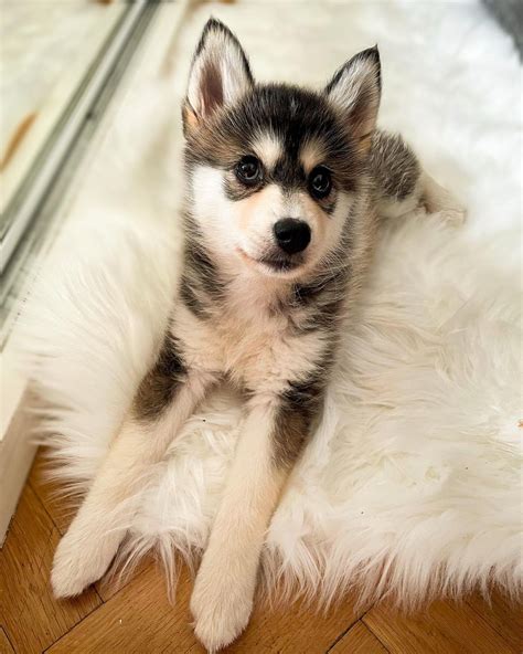 Pomeranian Husky Mix (Pomsky): Owner's Guide