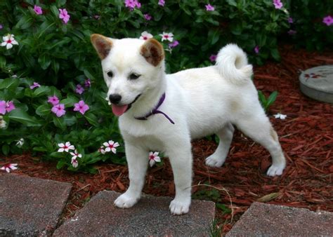 Tout sur le Shiba Inu Blanc - ? Race-Shiba-Inu.fr