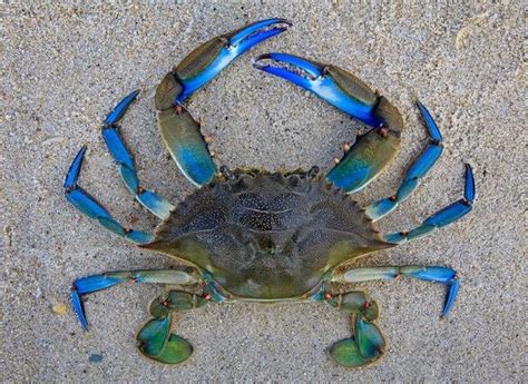 √ 8 Different Types Of Crabs | Crabs animal