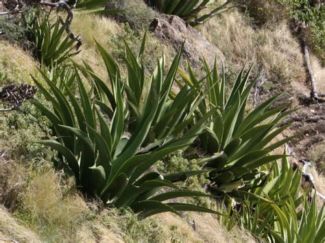 Agave karatto (Antigua Agave) - World of Succulents