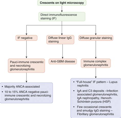 Pathogenesis Of Rapidly Progressive Glomerulonephritis:, 44% OFF