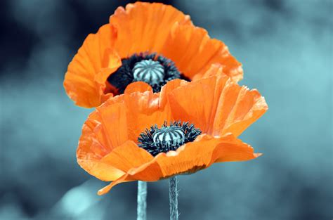 Poppies Free Stock Photo - Public Domain Pictures