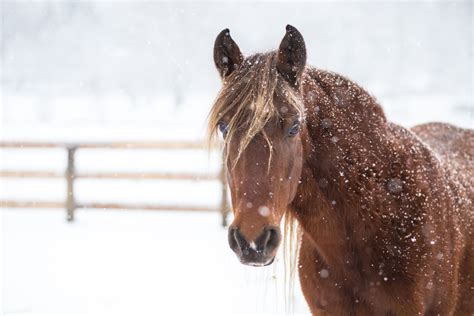 Rocky Mountain Horse Breed Profile