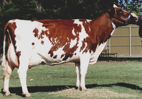 Ayrshire Cattle Milk Production