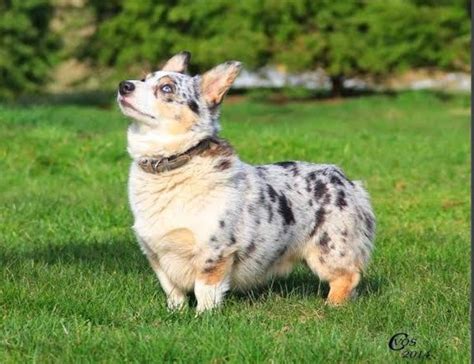 Blue Heeler Corgi Mix also Known As Corgi Heeler or Cowboy Corgi | Cowboy corgi, Corgi mix, Corgi