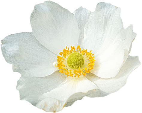 White Flower transparent PNG - StickPNG