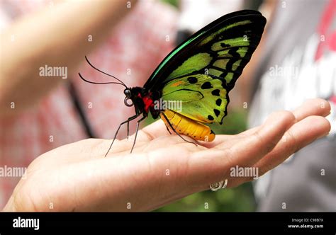 Queen Alexandra's Birdwing (Ornithoptera alexandrae) is the largest butterfly in the world Stock ...