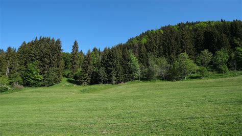 Trees Forest Glade Grass Field Scenery Blue Sky Background 4K HD Nature Wallpapers | HD ...