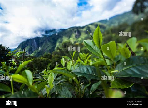 Sri lanka, Asia, Beautiful fresh green tea plantation Stock Photo - Alamy