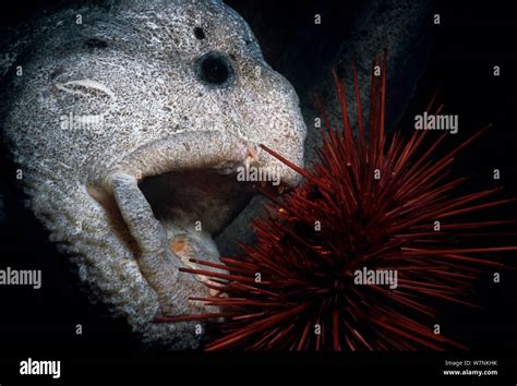 Wolf eel (Anarrichthys ocellatus) eating Red Sea Urchin ...