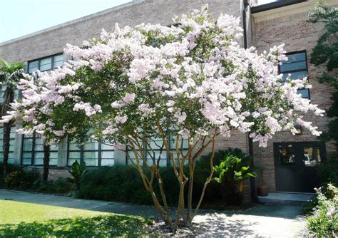 lagerstroemia indica alba - Ricerca Google | Giardino, Esterno