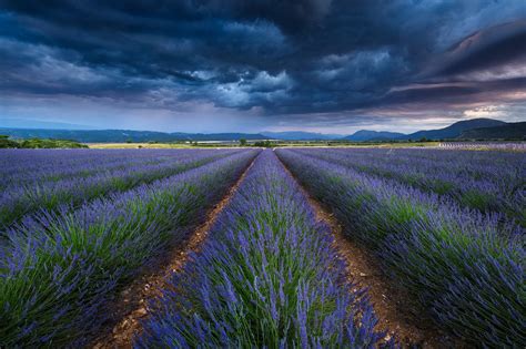 Photographing Lavender Fields of Valensole