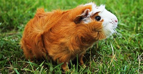 Abyssinian Guinea pig - A-Z Animals