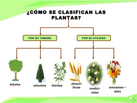 LAS PLANTAS