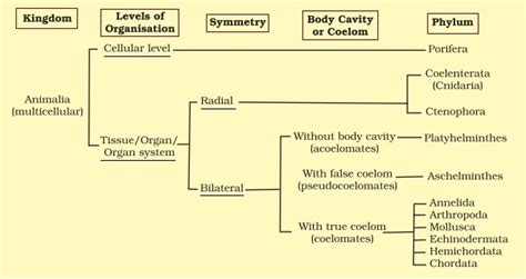 Features of the Animal Kingdom · Concepts of Biology , study Material for NEET (AIPMT) & Medical ...