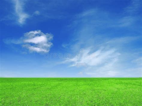 Grass and blue sky stock photo. Image of feild, plant - 62335054