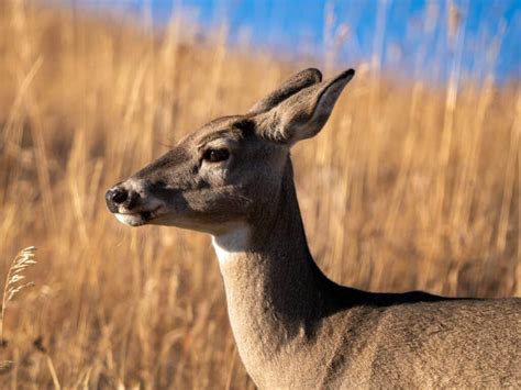 What is a Baby Deer Called? A Quick Guide to Fawn Terminology – Grundeis