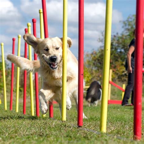Guide to Agility Training for Dogs - Greenfield Puppies