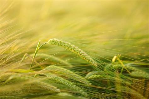 A heart-healthy protein from bran of cereal crop