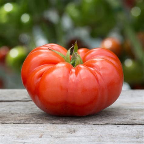 Organic Tomato Seeds | Shop 15 Varieties | Eden Brothers