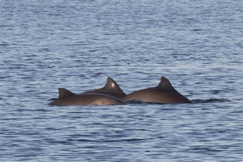 Harbour porpoise - Whale and Dolphin Conservation