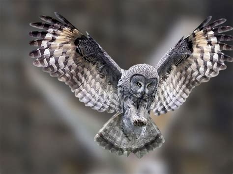 Snowy Owl Flying Wallpaper