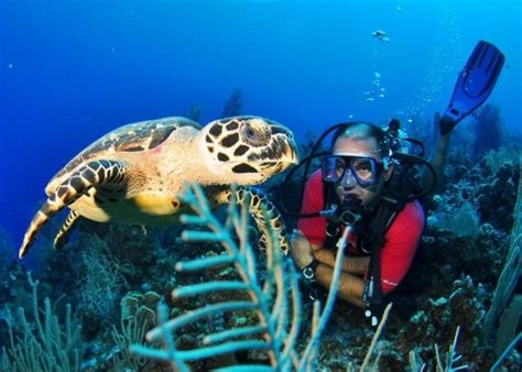 Scuba Diving in Punta Cana - SeaPro Divers