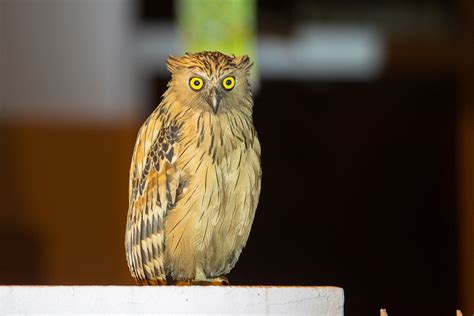 Buffy Fish Owl – Birds of Singapore