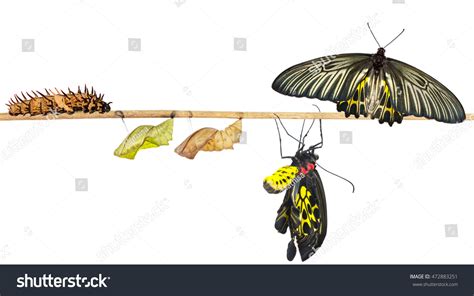 Isolated Life Cycle Female Common Birdwing Stock Photo 472883251 | Shutterstock