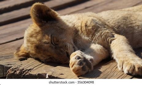 Cute Baby Lion Cub Sleeping Stock Photo 356304098 | Shutterstock