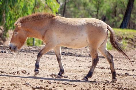 Top 10 Medieval War Horse Breeds: History, Size, & Pictures