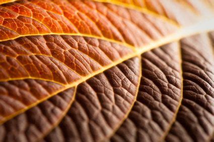 Leaf pattern | Texture photography, Composition photography, Elements of art