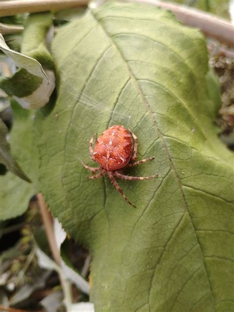 Cross Orbweaver from Croydon, UK on October 9, 2023 at 01:22 PM by Milo Bem · iNaturalist