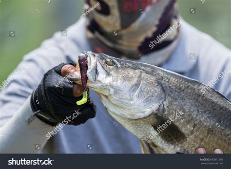 1,613 Barramundi fishing Images, Stock Photos & Vectors | Shutterstock